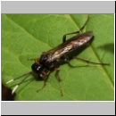 Tenthredo sp - Blattwespe 03b 12mm.jpg